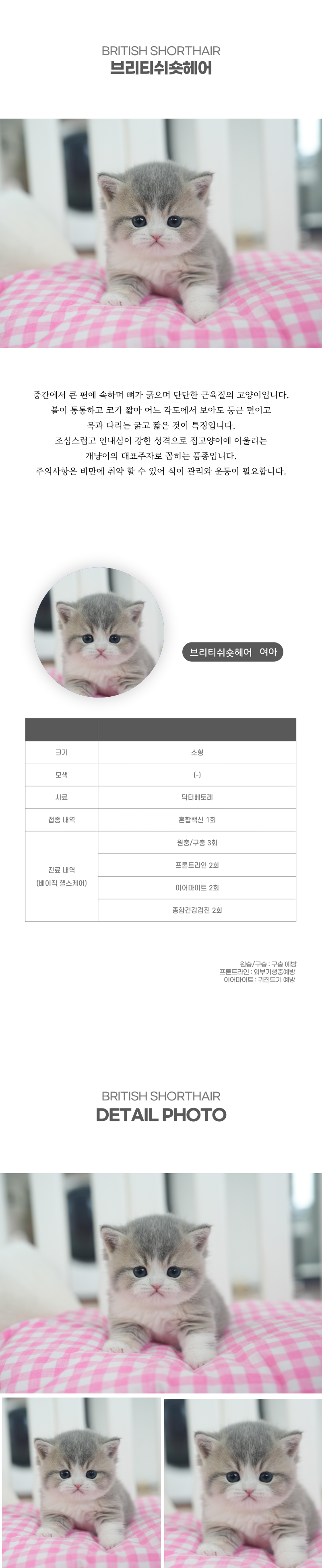 브리티쉬숏헤어_상세이미지_2